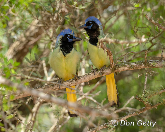 Green Jay