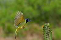 Green Jay