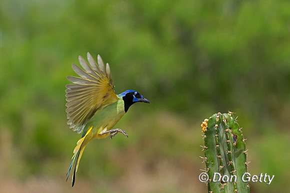 Green Jay