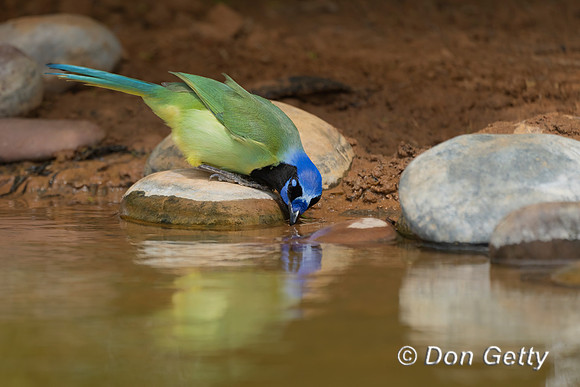 Green Jay