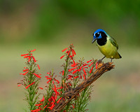 Green Jay