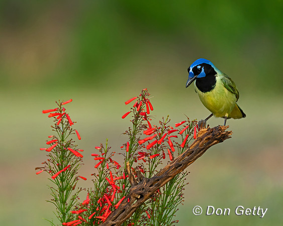 Green Jay