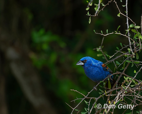 Blue Grosbeak