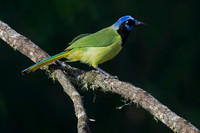 Green Jay