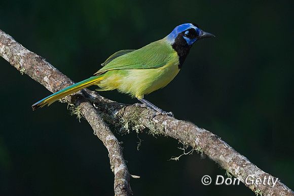 Green Jay