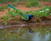 Green Jay
