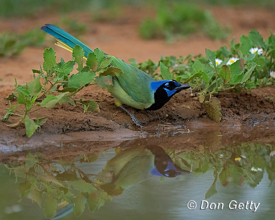 Green Jay