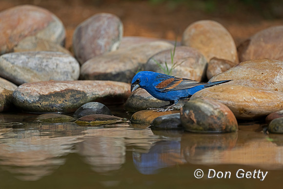 Blue Grosbeak