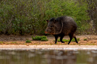 Javelina