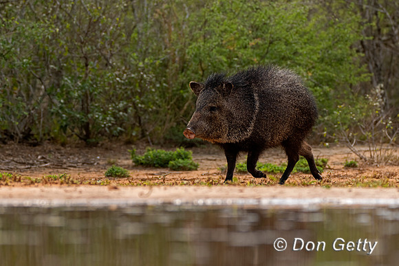 Javelina