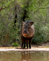 Javelina