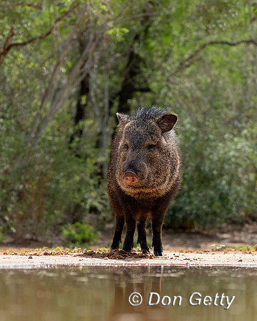 Javelina
