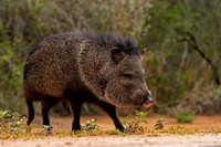 Javelina