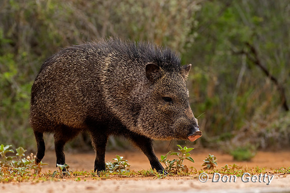 Javelina