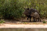 Javelina
