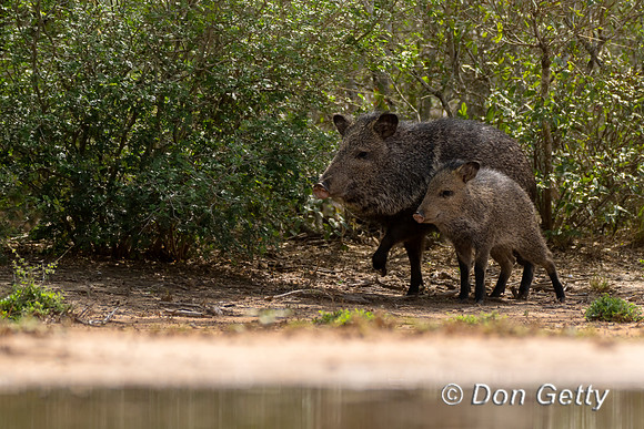 Javelina