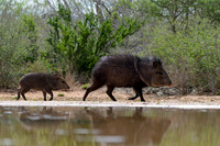 Javelina