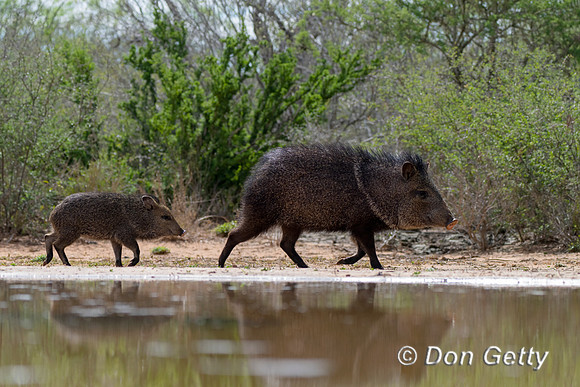 Javelina