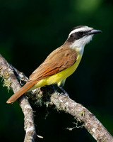 Great Kiskadee