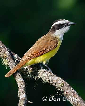 Great Kiskadee