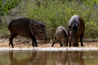 Javelina