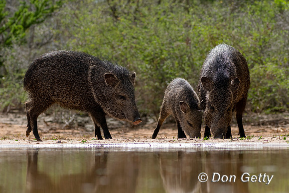 Javelina
