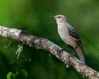 Northern Mockingbird