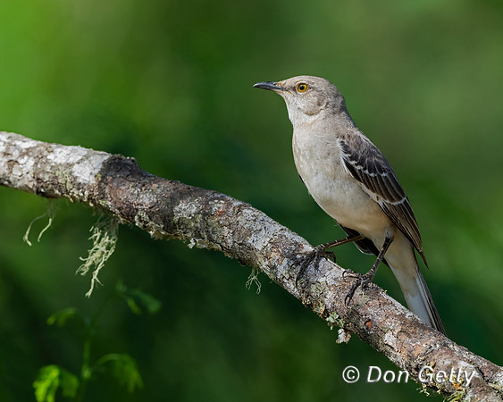 Northern Mockingbird
