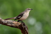 Northern Mockingbird