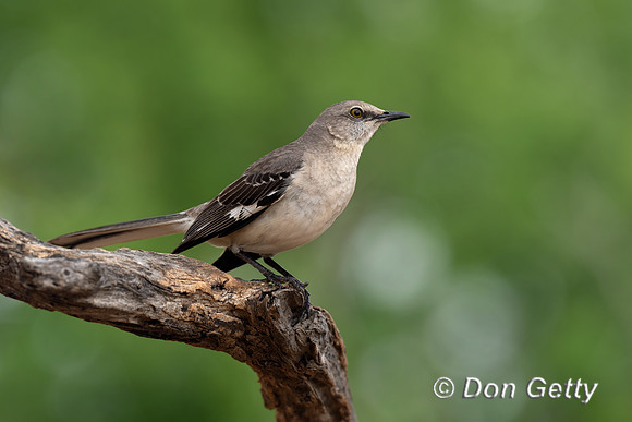 Northern Mockingbird