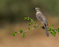 Northern Mockingbird