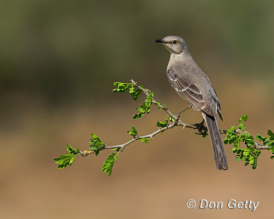 Northern Mockingbird
