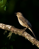 Northern Mockingbird