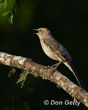 Northern Mockingbird