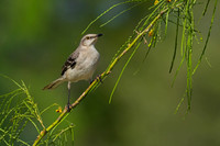 Northern Mockingbird