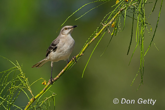 Northern Mockingbird
