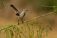 Northern Mockingbird