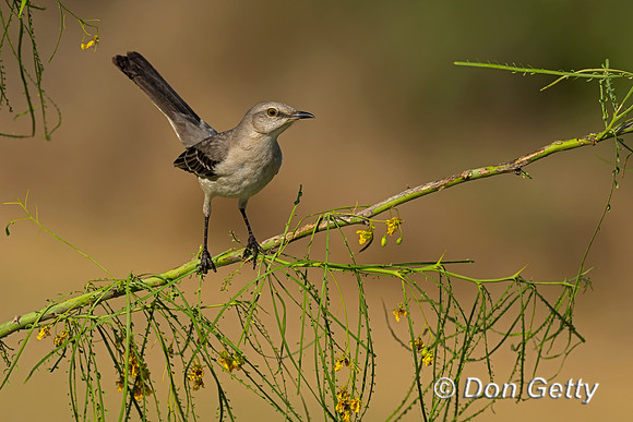 Northern Mockingbird