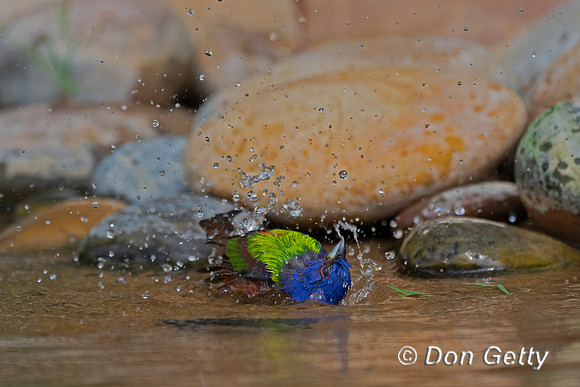 Painted Bunting