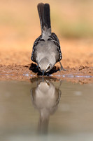 Northern Mockingbird
