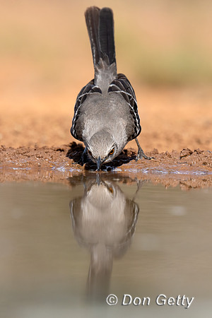 Northern Mockingbird