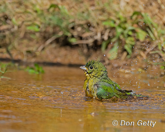 Painted Bunting