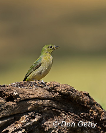 Painted Bunting