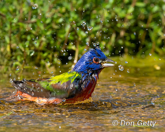 Painted Bunting