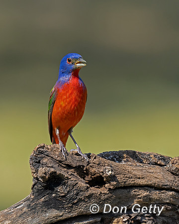 Painted Bunting