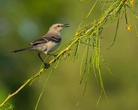 Northern Mockingbird