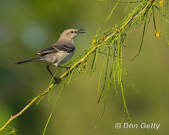 Northern Mockingbird
