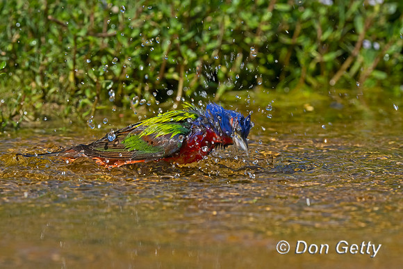 Painted Bunting