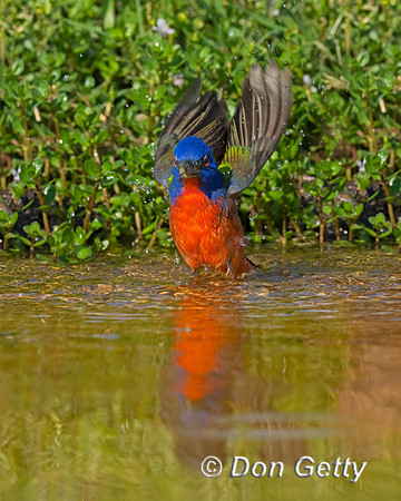 Painted Bunting