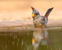 Pyrrhuloxia